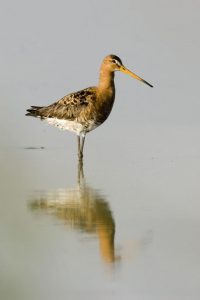 Pittima reale (Limosa limosa)