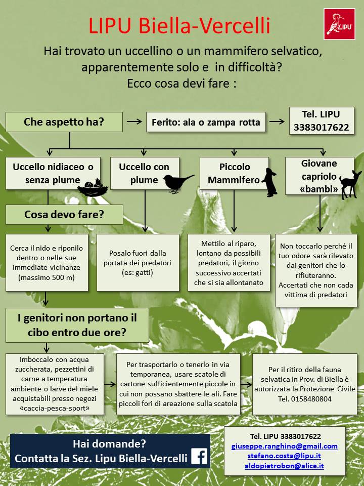 Hai trovato un uccellino o un mammifero in difficoltà?