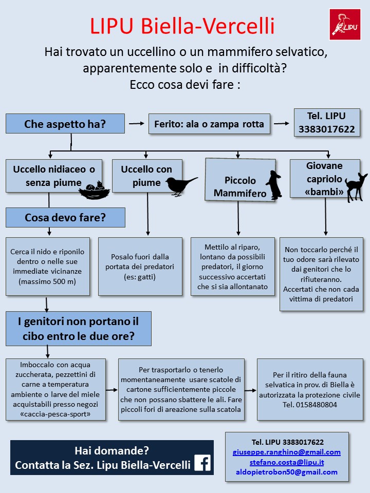 Hai trovato un uccellino o un mammifero selvatico?